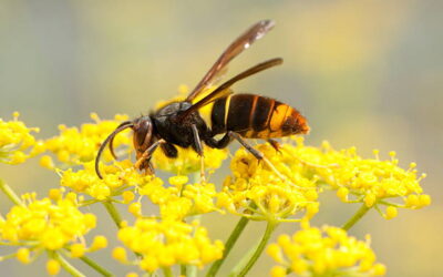 🐝 FRELONS ASIATIQUES LES BONS GESTES À ADOPTER 🐝
