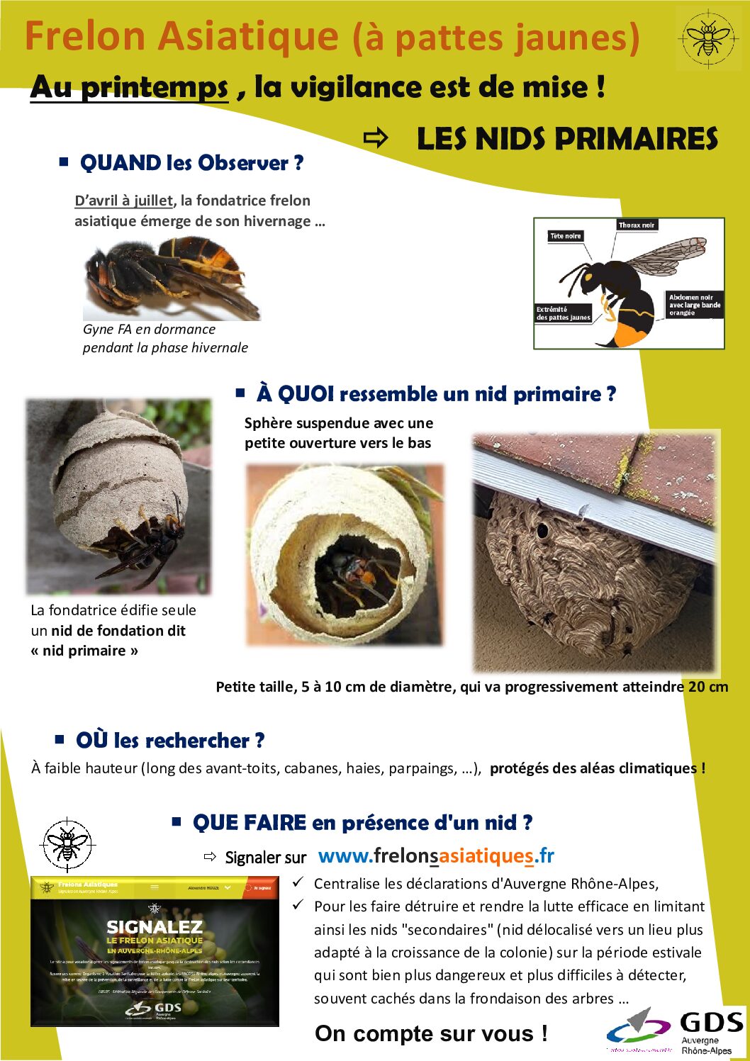 🐝 FRELON ASIATIQUE À PATTES JAUNES LA VIGILANCE EST DE MISE ⚠️ !